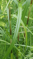 Scirpus atrocinctus