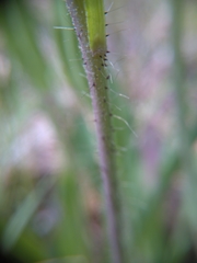 Pilosella piloselloides