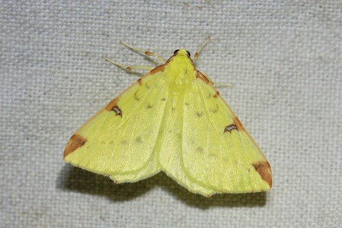 Brimstone moth