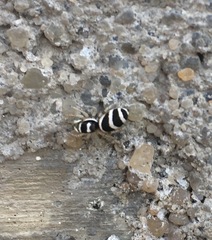 Salticus austinensis
