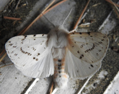 Spilosoma dubia
