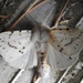 Spilosoma dubia - Photo (c) joannerusso, alguns direitos reservados (CC BY-NC), uploaded by joannerusso