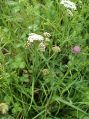 Achillea millefolium