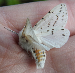 Spilosoma dubia