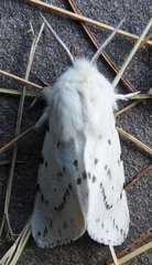 Spilosoma dubia