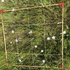 Sparaxis grandiflora