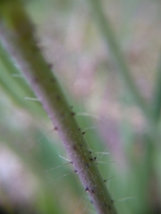 Pilosella piloselloides