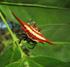 Gasteracantha milvoides