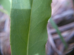 Pilosella piloselloides