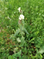 Silene latifolia alba