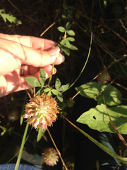 Trifolium vesiculosum