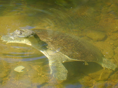 Apalone spinifera pallida