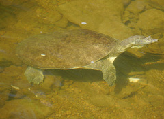Apalone spinifera pallida