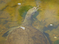 Apalone spinifera pallida