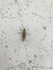 Chorthippus apicalis