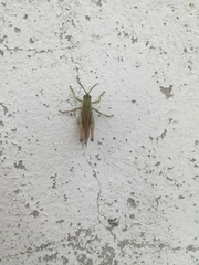 Chorthippus apicalis