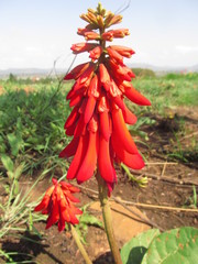 Erythrina zeyheri