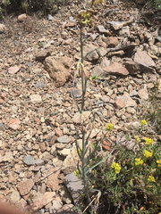 Fritillaria atropurpurea