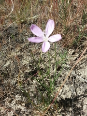 Lygodesmia grandiflora