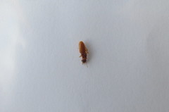 Coptotermes formosanus