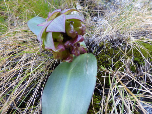 Eucomis schijffii