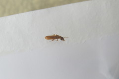 Coptotermes formosanus