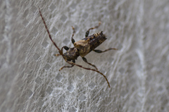 Pogonocherus hispidus