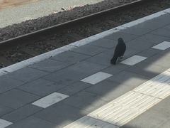 Corvus monedula