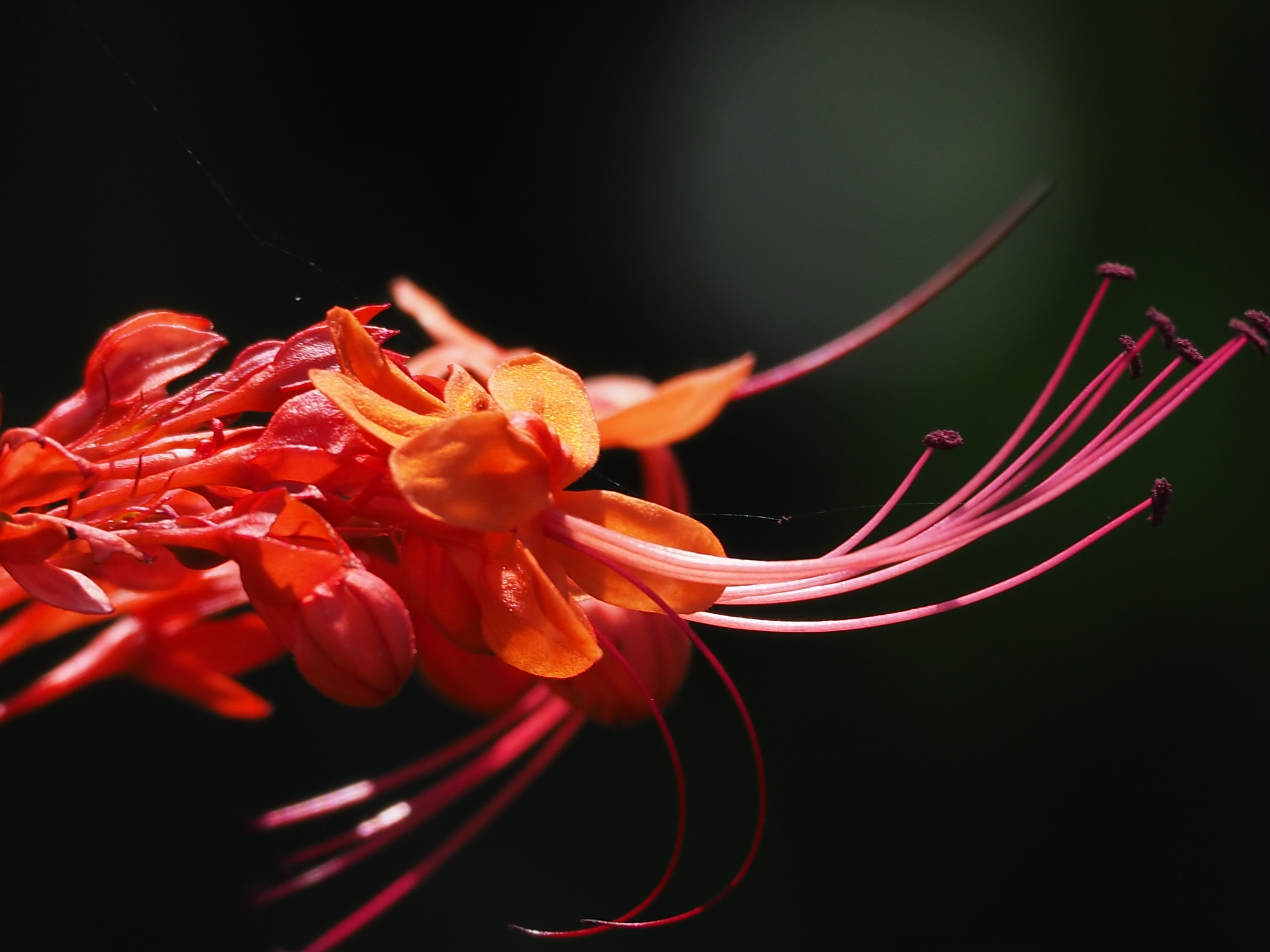 Clerodendrum japonicum