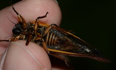 Magicicada septendecula