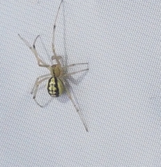 Enoplognatha ovata
