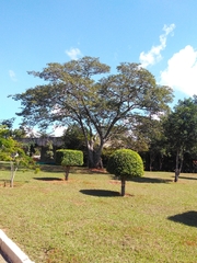 Copaifera langsdorffii