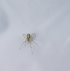 Enoplognatha ovata