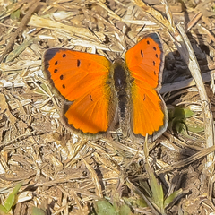 Lycaena clarki