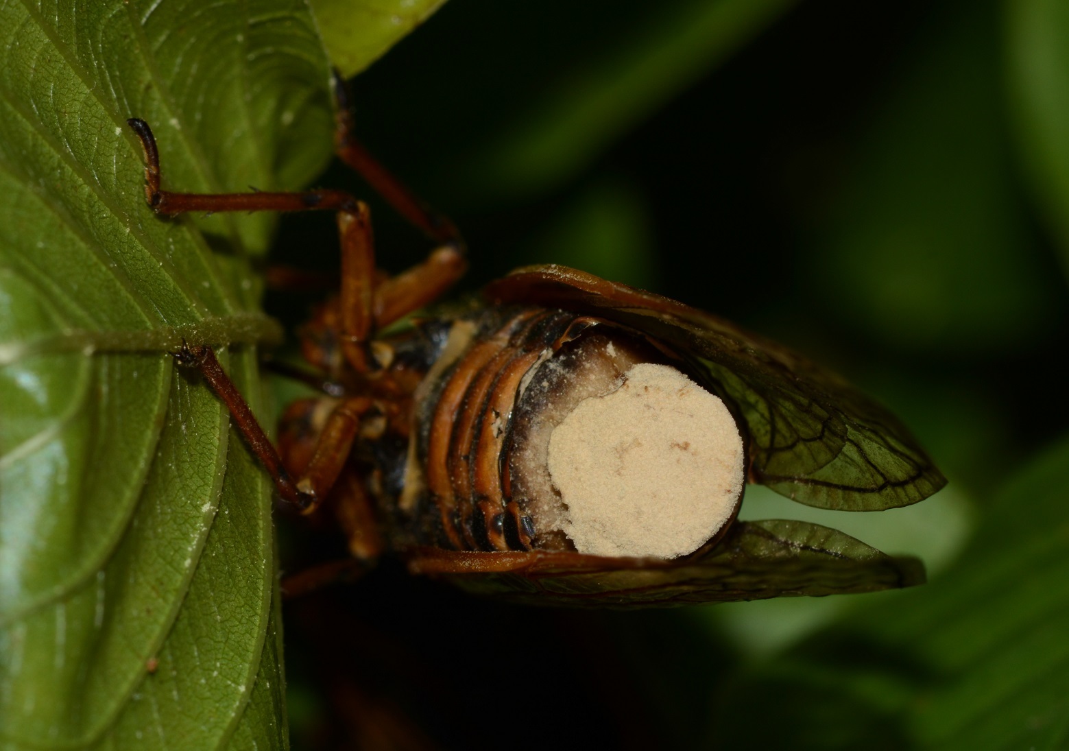 Entomophthoraceae image