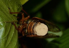 Massospora cicadina