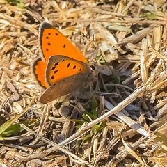 Lycaena clarki