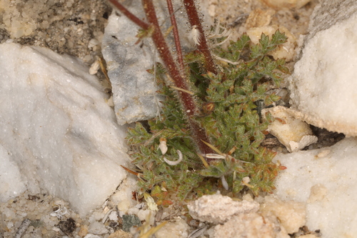 Image of Gilia stellata by (c) Steve Matson, some rights reserved (CC BY)