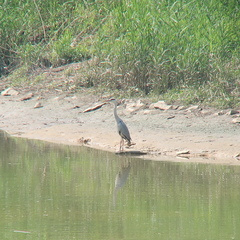 Ardea cinerea