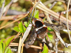 Bombylius pygmaeus