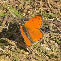 Lycaena clarki