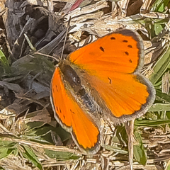 Lycaena clarki