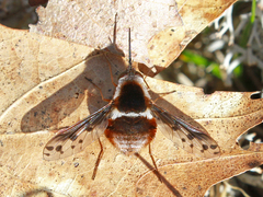 Bombylius pygmaeus
