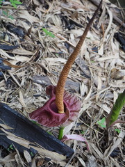 Amorphophallus henryi