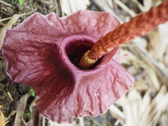 Amorphophallus henryi