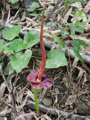 Amorphophallus henryi