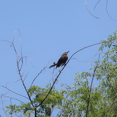 Hypsipetes amaurotis