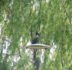 Phalacrocorax carbo