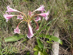 Crinum stuhlmannii delagoense