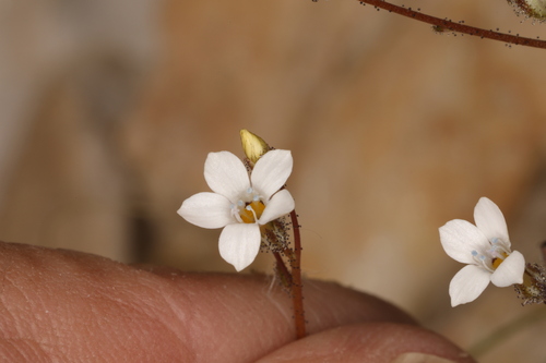 Image of Gilia stellata by (c) Steve Matson, some rights reserved (CC BY)